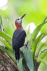 Jamaican Woodpecker