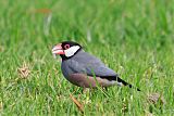 Java Sparrow