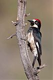 Acorn Woodpecker