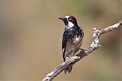 Acorn Woodpecker