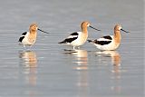 American Avocetborder=