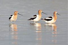 American Avocet