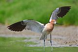 American Avocetborder=