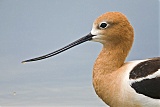 American Avocetborder=