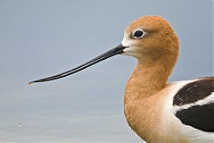 American Avocet