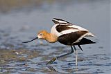 American Avocetborder=