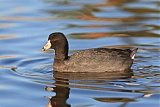 American Coot