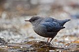 American Dipper