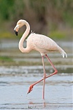 American Flamingoborder=