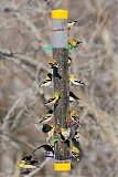 American Goldfinch