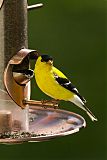 American Goldfinch