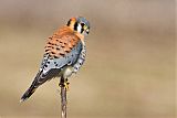 American Kestrel