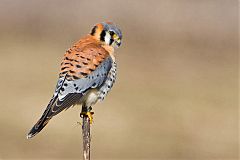 American Kestrel