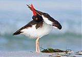 American Oystercatcher