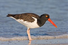 American Oystercatcher