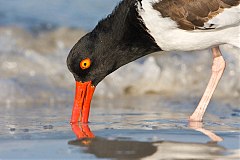 American Oystercatcher