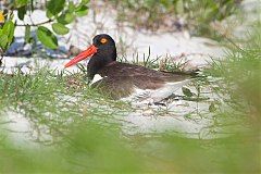 American Oystercatcher