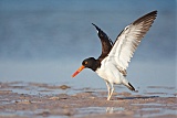 American Oystercatcher