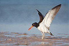 American Oystercatcher