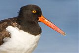 American Oystercatcher