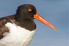 American Oystercatcher