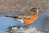 American Robin