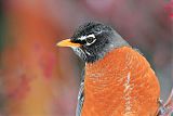 American Robin