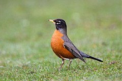 American Robin