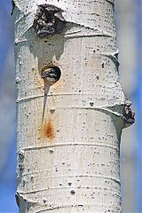 American Three-toed Woodpecker