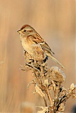 American Tree Sparrow