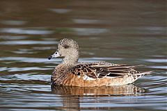 American Wigeon