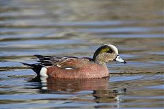 American Wigeon