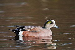 American Wigeon