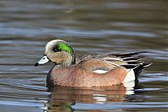 American Wigeon