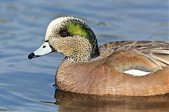 American Wigeon