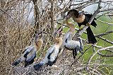 Anhinga