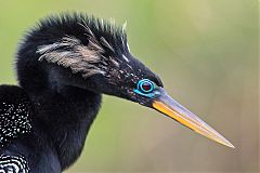 Anhinga