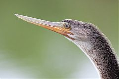 Anhinga