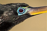 Anhinga