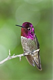 Anna's Hummingbirdborder=