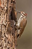 Arizona Woodpecker