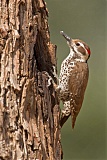 Arizona Woodpecker