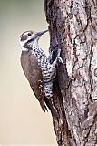 Arizona Woodpecker