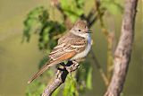 Ash-throated Flycatcher