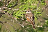 Ash-throated Flycatcher