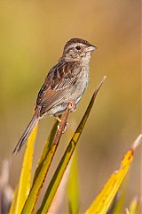 Bachman's Sparrow