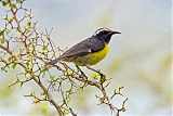 Bananaquitborder=