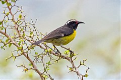 Bananaquit