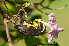 Bananaquit