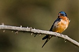 Barn Swallow